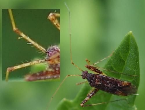 Réf. 189 886 : Phytocoris sp.